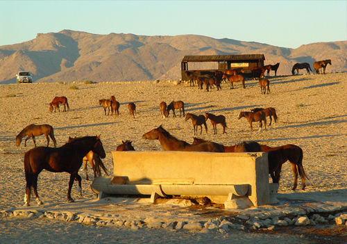 Klein-Aus Vista Desert Horse Inn Exterior foto